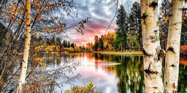 Birken am See - 5D DIY Diamond Painting