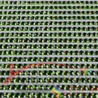DMC 906 Parrot Green MED - eckige Steine - Strass - Diamond Painting