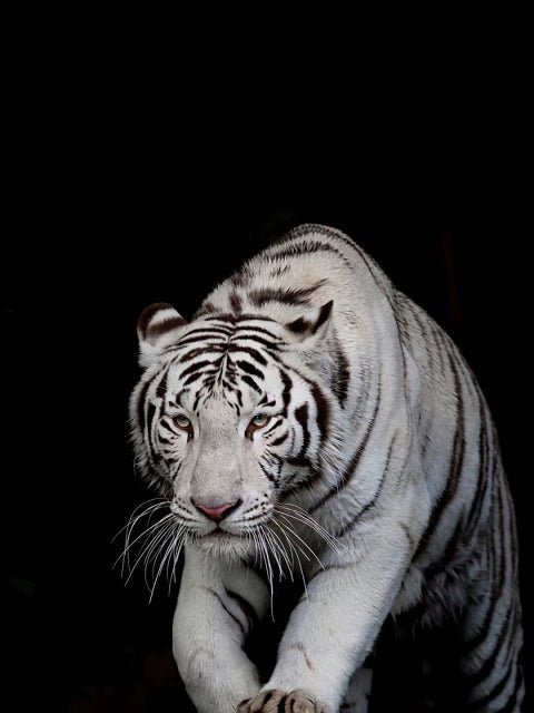 Fast weisser Tiger - 5D DIY Diamond Painting