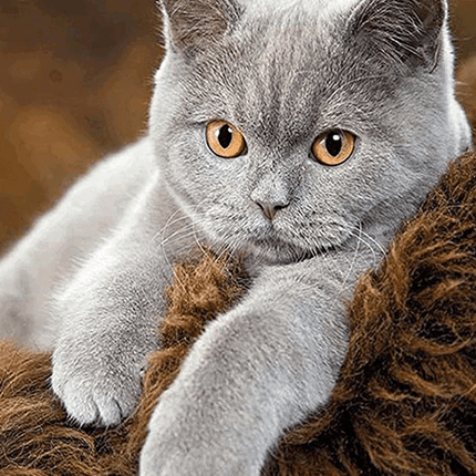 Graue Katze liegt auf Fell - 5D DIY Diamond Painting