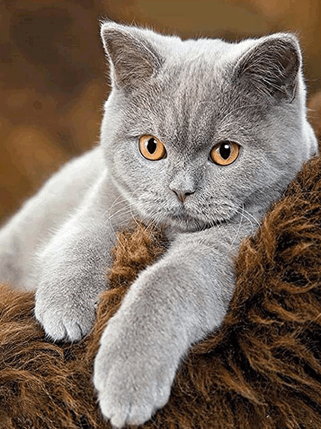 Graue Katze liegt auf Fell - 5D DIY Diamond Painting