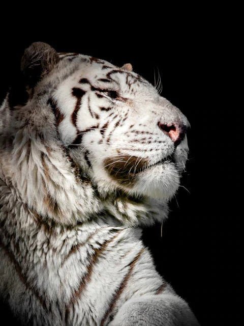 Kopf eines liegenden Tigers - 5D DIY Diamond Painting