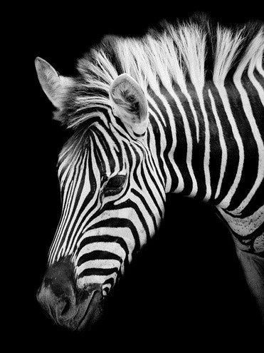 Kopf eines Zebras - 5D DIY Diamond Painting