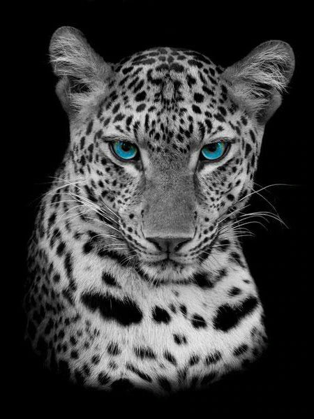 Leopard mit blauen Augen schwarz weiss - 5D DIY Diamond Painting