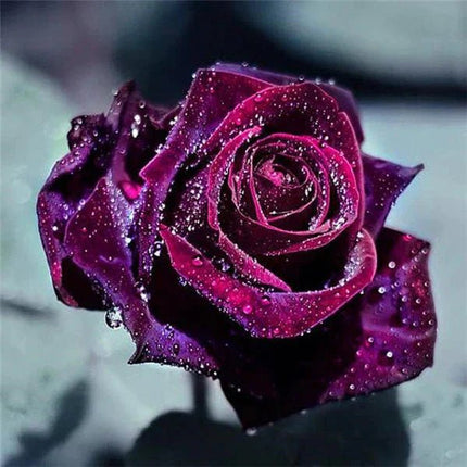Lilafarbene Rosenblüte mit Wassertropfen - 5D DIY Diamond Painting
