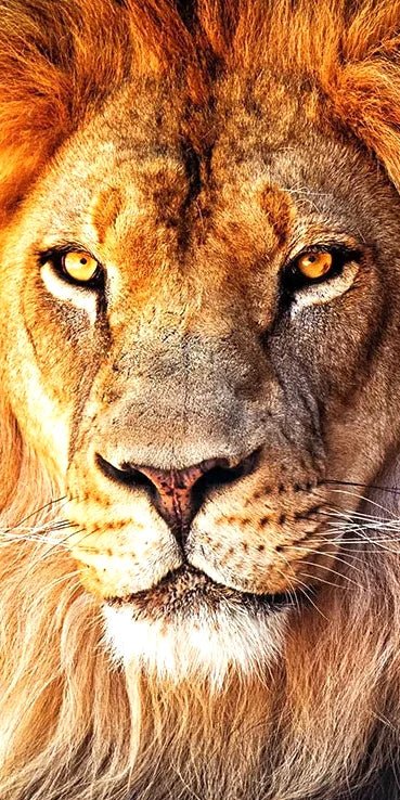 Löwe - schau mir in die Augen - 5D DIY Diamond Painting