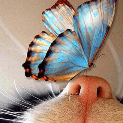 Schmetterling sitzt auf der Nase vom Kätzchen - 5D DIY Diamond Painting