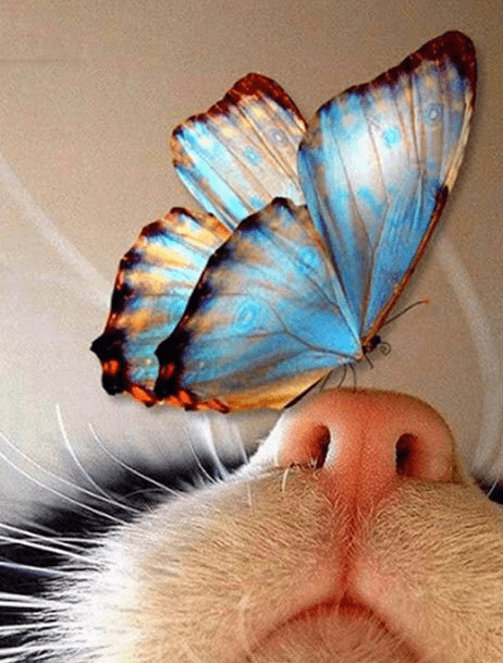 Schmetterling sitzt auf der Nase vom Kätzchen - 5D DIY Diamond Painting