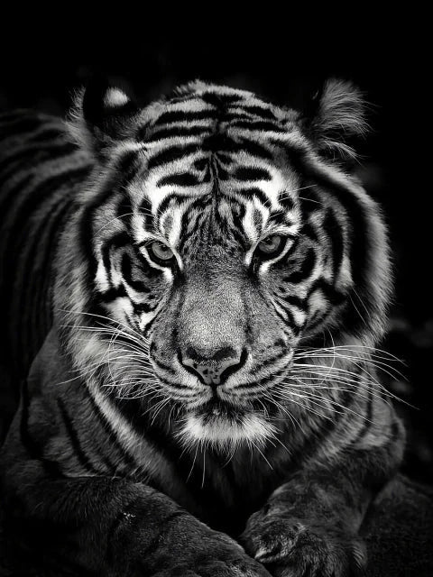 Schwarz/Weisser Tigerkopf - 5D DIY Diamond Painting