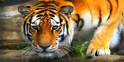 Tiger am Wasser - 5D DIY Diamond Painting