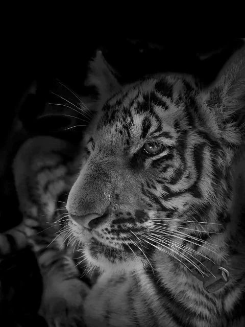 Tiger in schwarz weiss - 5D DIY Diamond Painting