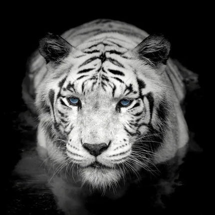 Tiger in schwarz/weiss - 5D DIY Diamond Painting