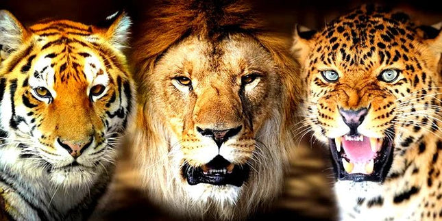 Tiger, Löwe und Leopard - 5D DIY Diamond Painting