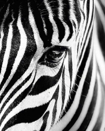 Zebrakopf - 5D DIY Diamond Painting