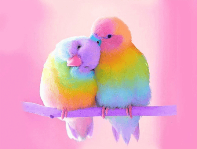 Zwei Sittiche bunt - 5D DIY Diamond Painting